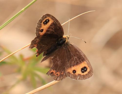 Erebia neoridas